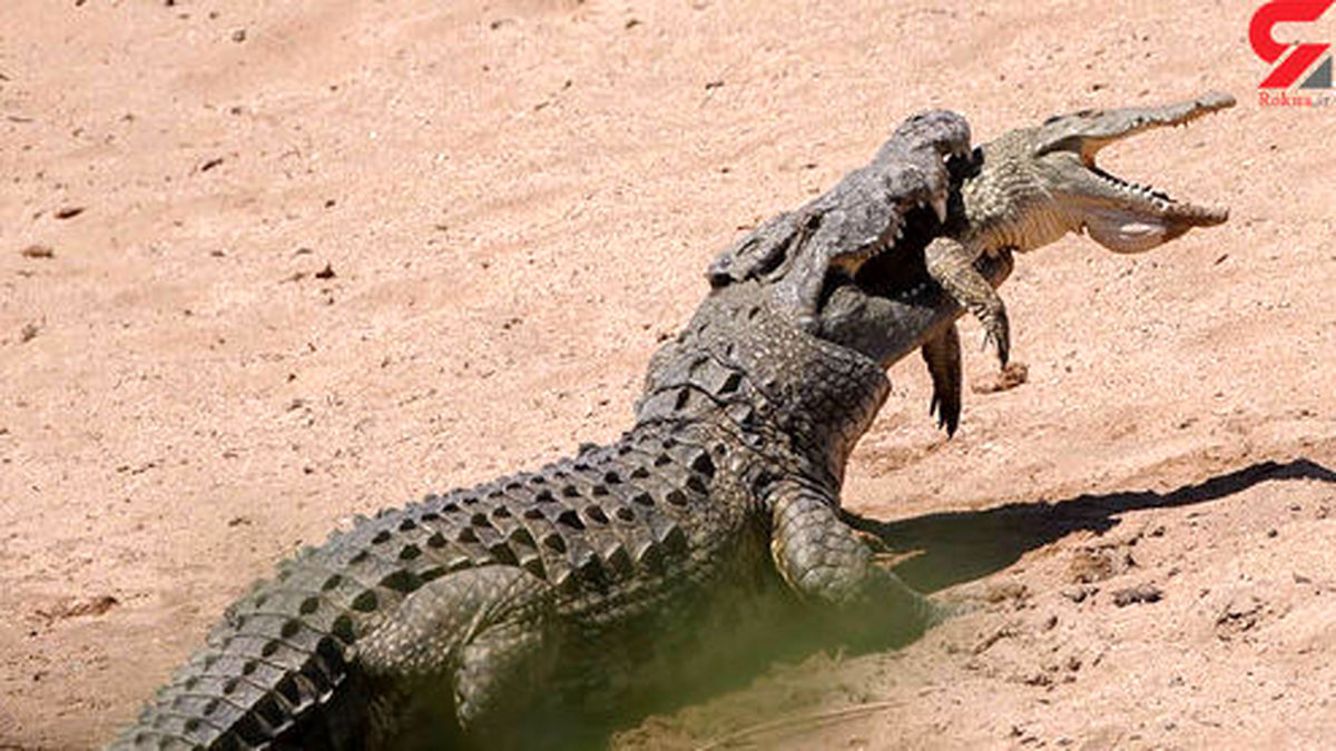 صحنه عجیب خوردن یک تمساح همه را شوکه کرد +عکس