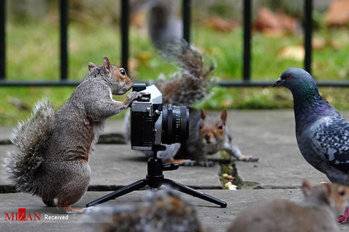 تصاویر: سنجابی که عکاسی می‌کند؟!