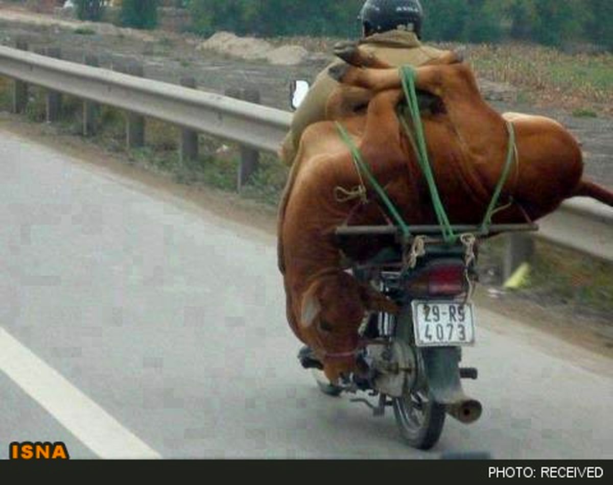 عکس/ حمل گوساله با موتور سیکلت