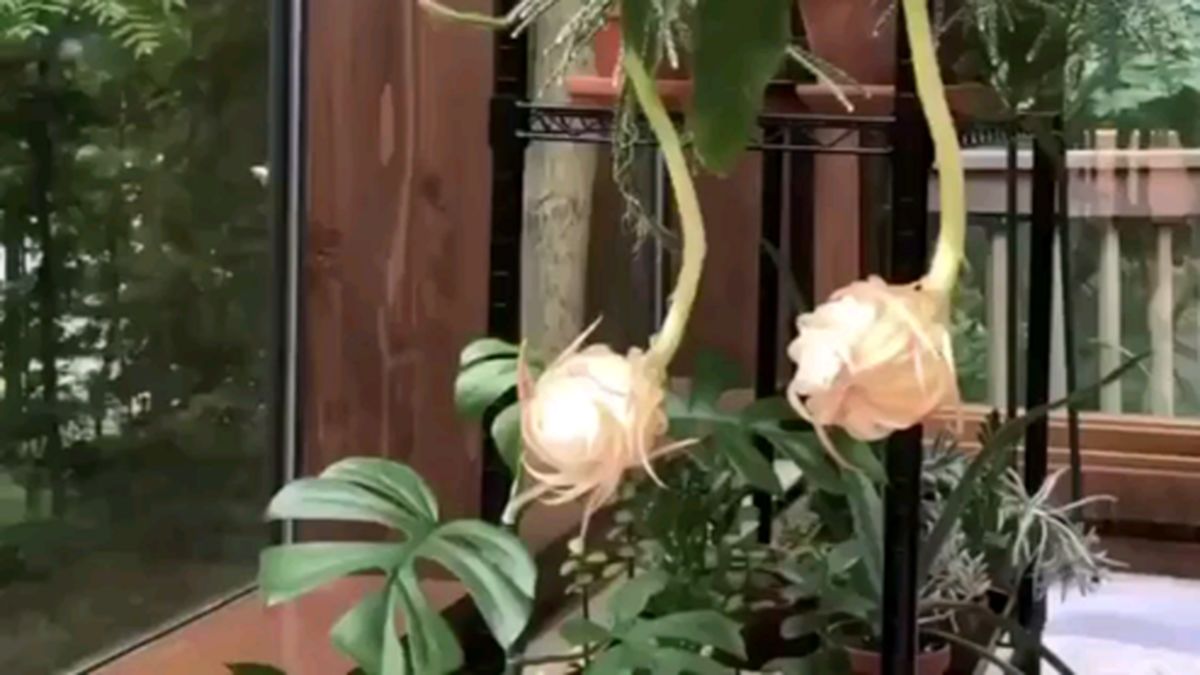 این گل زیبا با روشن شدن هوا به خواب می‌رود +فیلم